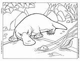 Coloring Platypus Printable Pages Outline Drawing Mammals Animal Popular Kids Painting Aboriginal Super Google Au sketch template