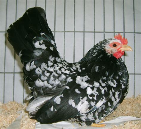 Japanese Bantam For Sale Chickens Breed Information