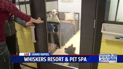 special amenities await pets  whiskers resort pet spa