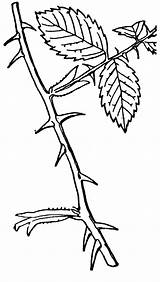 Thorn Thorns Clip Stem Vine Cartoon Leaves sketch template