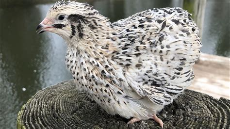 pearl coturnix quail  myshire farm youtube
