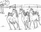 Horse Coloring Pages Horses Kids Print Printable Pferde Malvorlagen Three sketch template