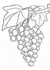 Coloring Grape Grapes Pages Bunch Printable Parentune Worksheets sketch template