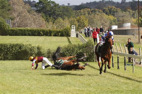 unavoidable facts  prove jumps racing  dangerous  horses  inhumane