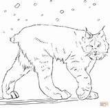 Lynx Luchs Ausmalbilder Body Schnee Kanadischer Supercoloring Ausmalbild sketch template