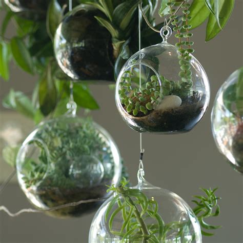 plant  terrarium windowboxcom blog