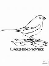 Towhee Coloring Rufous Sided Goldfinch Pages Eastern Drawing American Bird Getdrawings sketch template