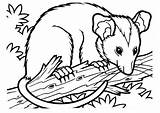 Coloring Pages Opossums Animals Opossum Ausmalbilder Nocturnal Printable Da sketch template