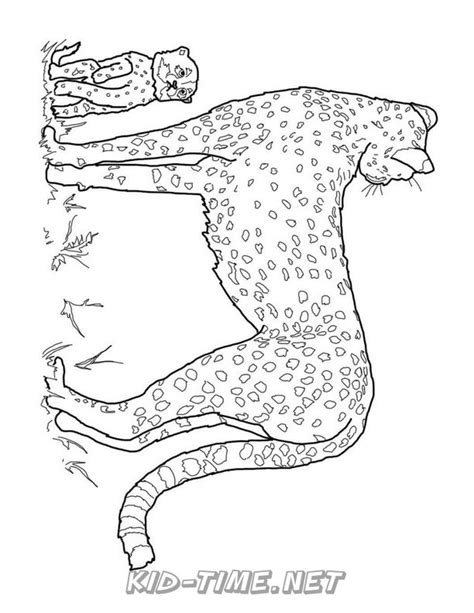 cheetah coloring pages  kids time fun places  visit