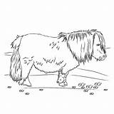 Paarden Shetlander Paard Kleurplaten Tekeningen Printen Steigerend Kleuren Leuk Spelletjes Leukvoorkids Hond sketch template