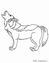 Loup Lobo Réaliste Howling Hellokids Loups Beau Hurlant Dun Sauvages Canis Lupus Colorier sketch template