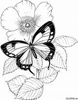 Coloring Pages Flower Butterfly Flowers Drawing Adults Butterflies Printable Adult Colouring Drawings Papillon Tattoo Color Draw Print Book Cute Template sketch template