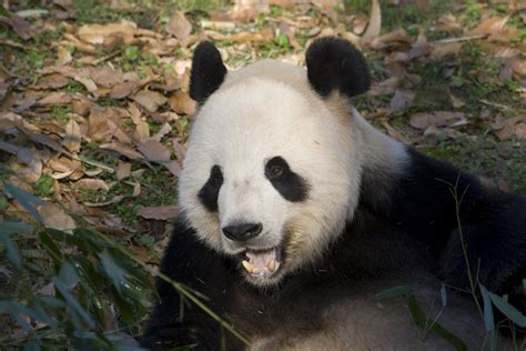 9 Things You Never Wanted To Know About Giant Panda Sex But We Asked