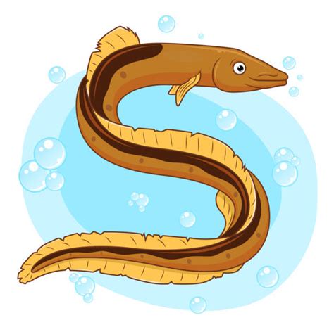 royalty  conger eel clip art vector images illustrations istock