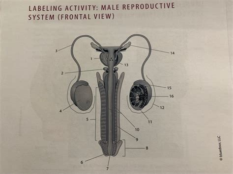 Male Reproductive System Front View Diagram Human Anatomy