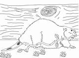 Castor Beaver Selvagem Onlinecoloringpages Colorironline sketch template