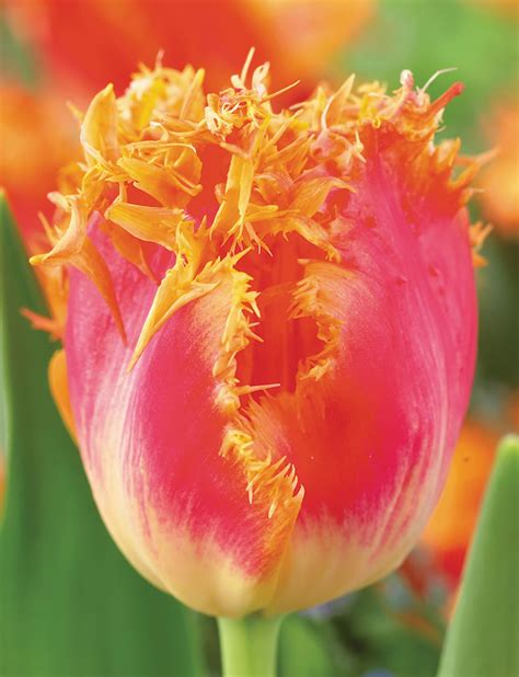 fringed tulip real time tesselaar