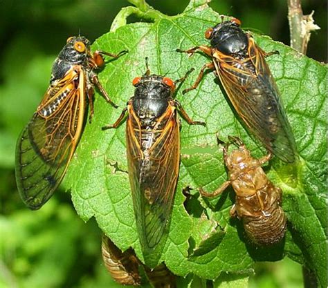 cicada invasion survival guide faqs  cicadas