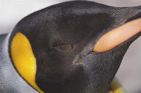 emperor penguin close  flickr photo sharing