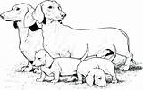 Coloring Dog Pages Dachshund Dogs Puppies Realistic Printable Weiner Puppy Sheets Print Color Supercoloring Colouring Book Drawings Drawing Animals Colour sketch template