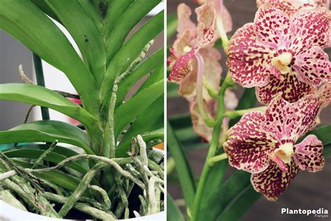 orchidée conseils d entretien rempotage culture et arrosage plantopedia
