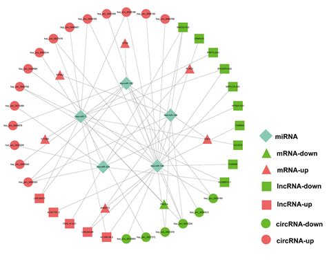 comprehensive analysis   competing endogenous circrna lncrna mirna mrna network