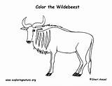Wildebeest Coloring African Exploringnature Sponsors Wonderful Support Please sketch template