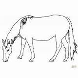 Coloring Pages Palomino Horse Animals Kitten Jellyfish Cute sketch template