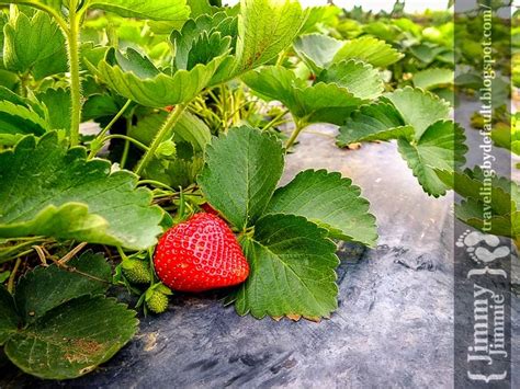 Baguio Strawberry Fields La Trinidad Forever Traveling By Default