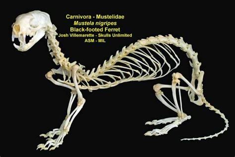 epingle par  wu sur black footed ferret furet crane