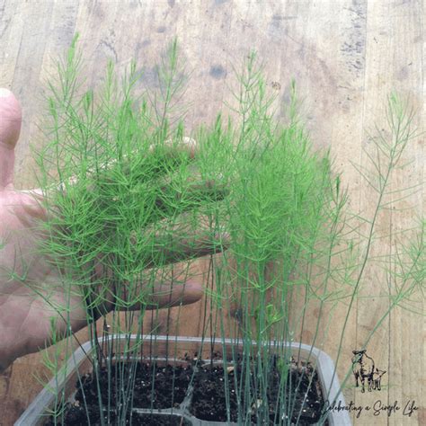 grow asparagus  seed celebrating  simple life