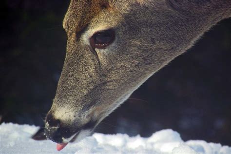 The Agatelady Adventures And Events All About Whitetail Deer