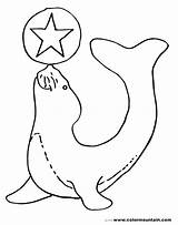 Seal Coloring Pages Cute Harp Worksheet Navy Getcolorings Classification Animal Baby Worksheeto sketch template