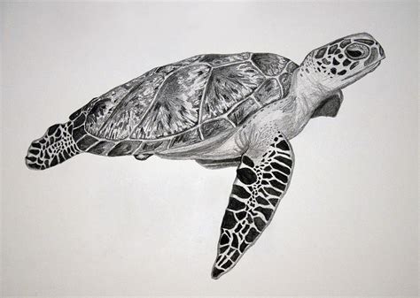 realistic turtle drawing  paintingvalleycom explore collection