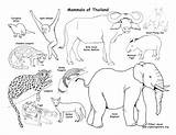 Coloring Pages Mammal Animals Animal Gulf Coast Getdrawings Color Printable Getcolorings sketch template