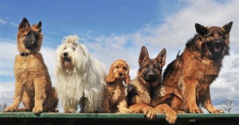 top  breeds  dog popular  india petofy  pets
