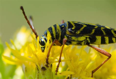urban wildlife guide locust borer beetle