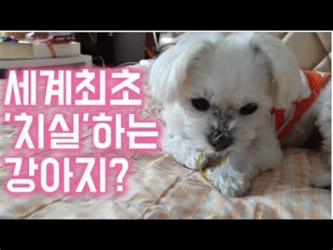 dog dental floss challenge youtube