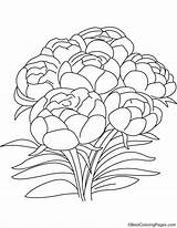 Peony Coloring Flowers Pages sketch template
