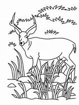 Coloring Pages Antelope Grassland Animals Population Printable Drawing Clipart Grasslands Color Savanna Kids Print Colouring Animal Getdrawings Realistic Popular Getcolorings sketch template