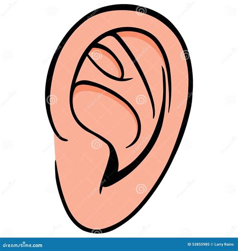 ear stock vector image