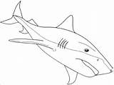 Prey Coloringbay Sharks sketch template