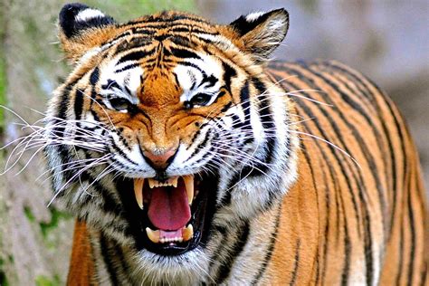 gambar  logo hewan terbaik bear gambar harimau srigala  rebanas