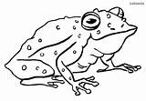 Frog Frosch Toad Ausmalbilder Kröte Tiere Ausmalbild sketch template