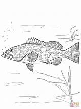 Grouper Coloring Pages Gag Drawing Printable Tuna Fish Resident Evil Tarpon Sketches Getdrawings Color Print Colorings Yellowfin Getcolorings Supercoloring Template sketch template