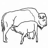 Colorat Buffalo Desene Bizon Bison African Bisonte Planse Animale Cu Salbatice Clipartbest Fise Calf Bizoni Imaginea Cuvinte Cheie sketch template