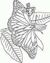 Schmetterling sketch template