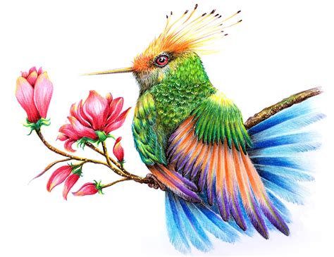 hummingbird drawings  pencil    clipartmag