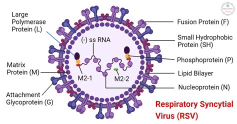respiratory syncytial virus rsv  overview