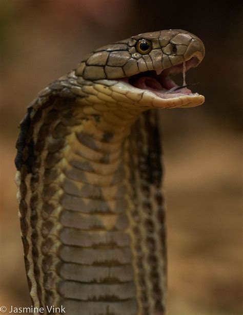 17 Best Images About Serpent On Pinterest Python A